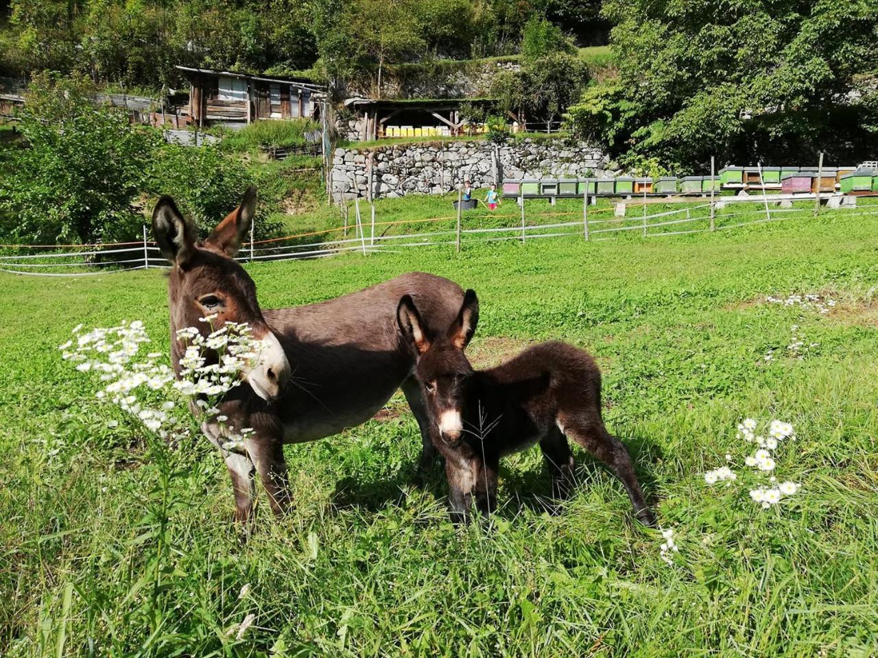 Agriturismo Dalla Natura La Salute Giustino Exteriör bild